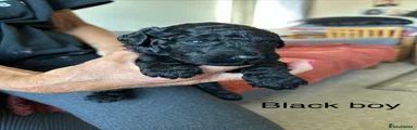 Labradoodle Puppy 3