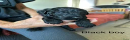 Labradoodle dogs for sale: LABRADOODLE & POODLE Ready Now - Advert 22