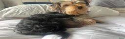 Yorkshire Terrier dogs for sale: YORKIE PUP 6/7 mths old in Stoke-on-Trent - Advert 4