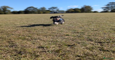 Miniature Schnauzer dogs - Advert 6