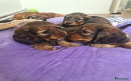 Dachshund dogs for sale: Last one beautiful long-haired dachshunds girl 😍 - Image 22