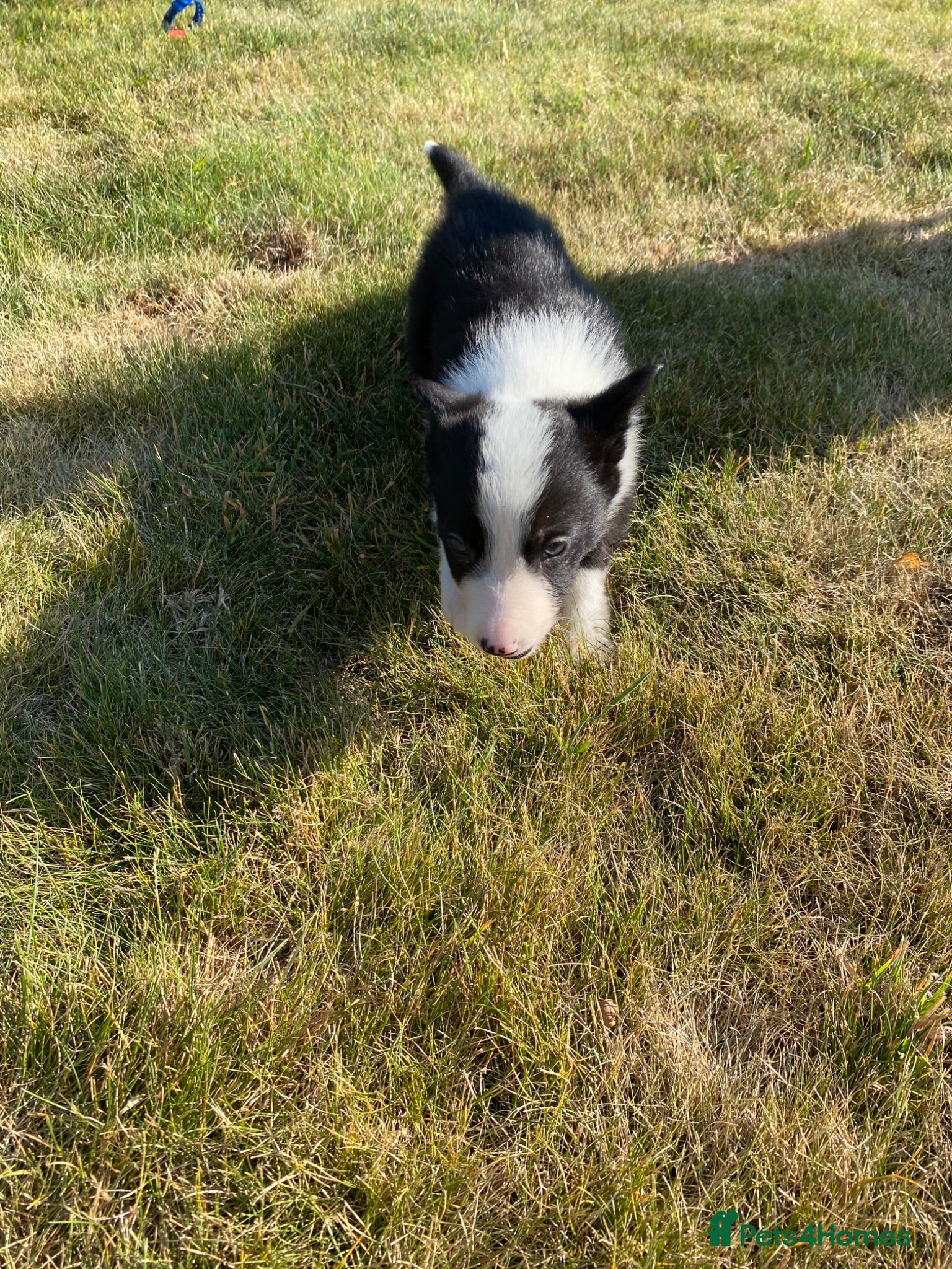 Border Collie dogs Farm Bred border collie pups  - Advert 2