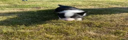 Border Collie dogs for sale: Farm Bred border collie pups  - Advert 2