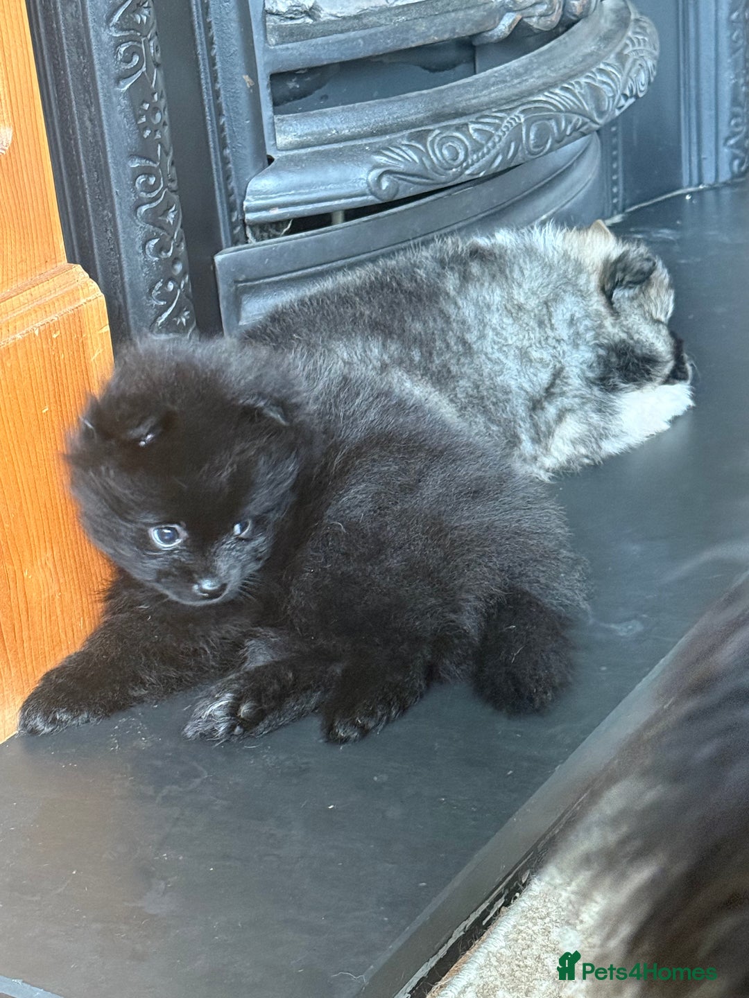Pomeranian dogs for sale: Pomeranian Puppies For Sale - Image 10