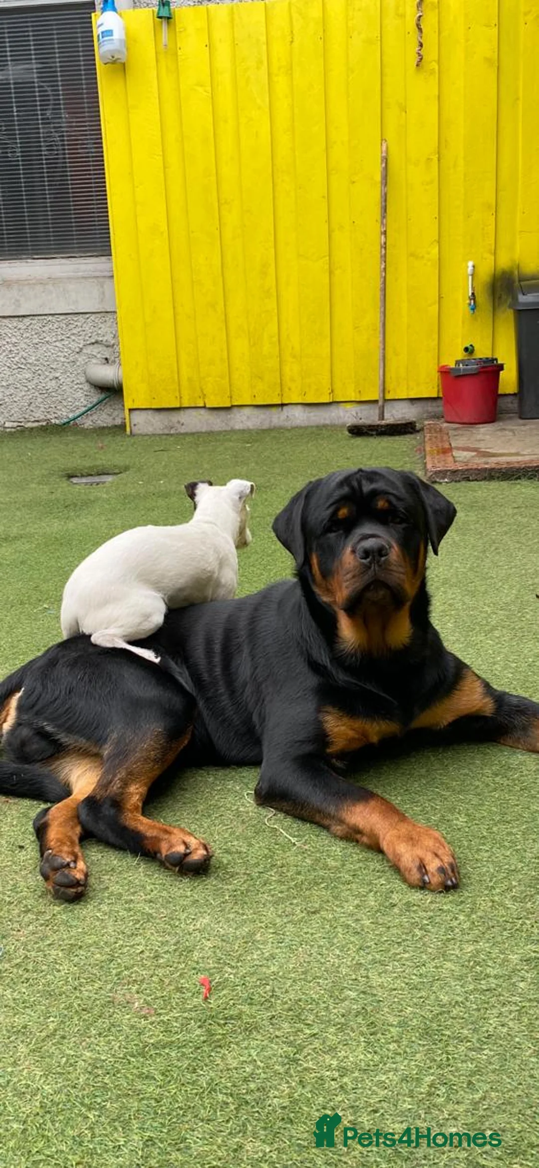 Rottweiler dogs for stud: CH Kayshillblue Zeus of Lorayla JW  in Motherwell - Advert 11