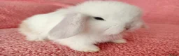 Mini Lop rabbits for sale: Baby mini lops for sale  - Advert 4