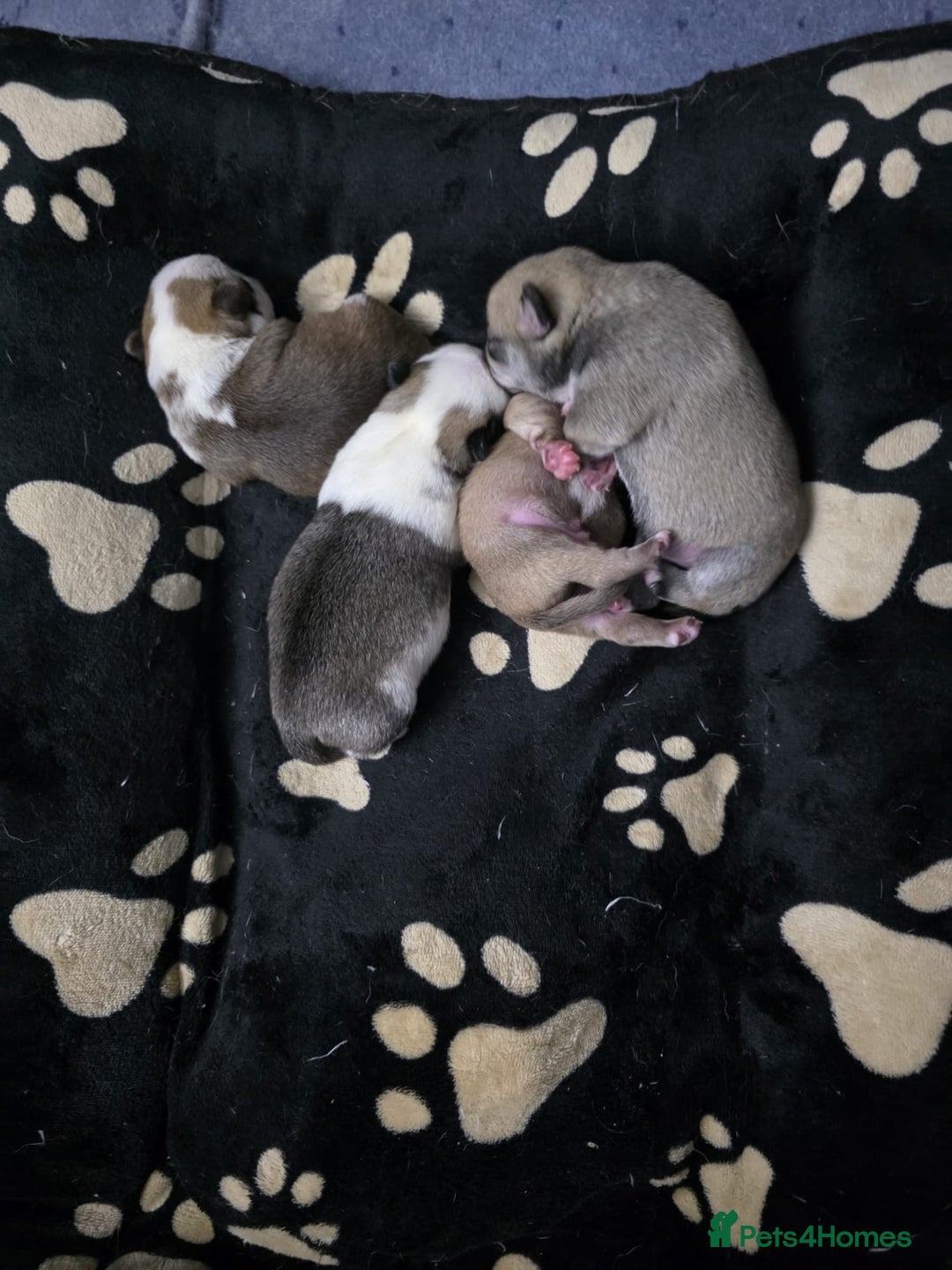 Pug dogs for sale: Kc registered rare colours  - Advert 5