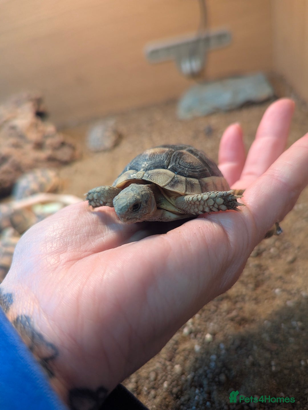 Bearded Dragon reptiles for sale: Variety of reptiles  - Advert 13