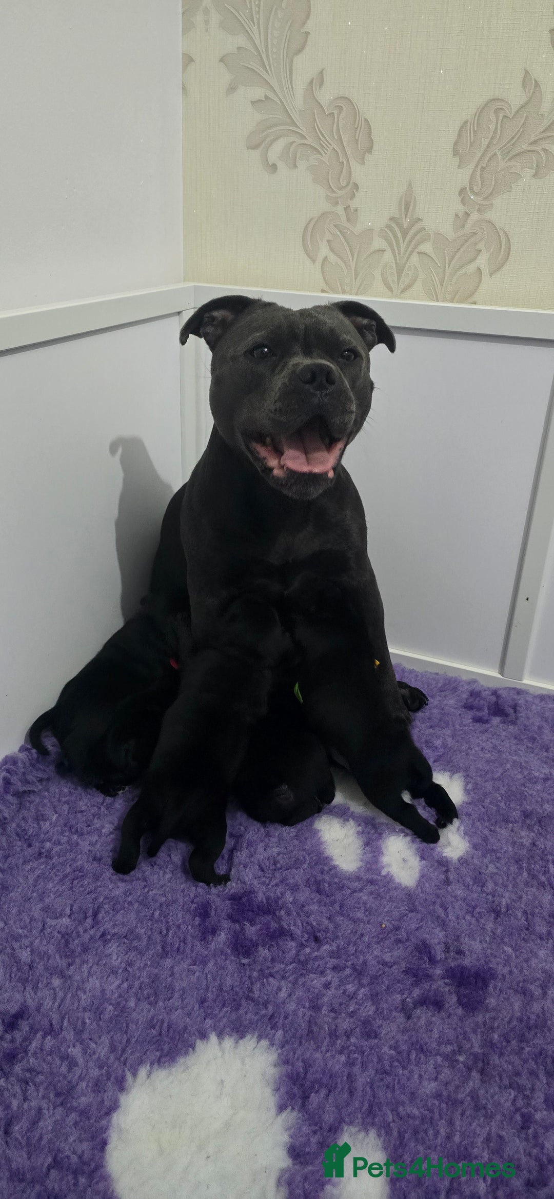 Staffordshire Bull Terrier dogs for sale: Champion bloodlines kc stafford  pups  - Advert 4