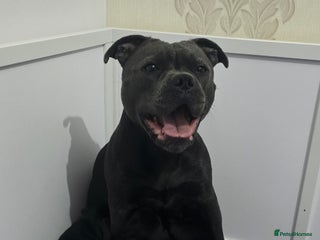 Staffordshire Bull Terrier dogs Champion bloodlines staffordshire bull terrier pup - Advert 8