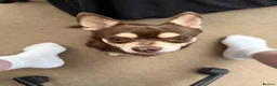 Chihuahua dogs for stud: Reggie the chocolate chi for stud - Advert 4