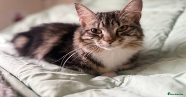 British Longhair cats X5 ragdoll xkitten polydactyl fluffy and chunky  - Advert 5