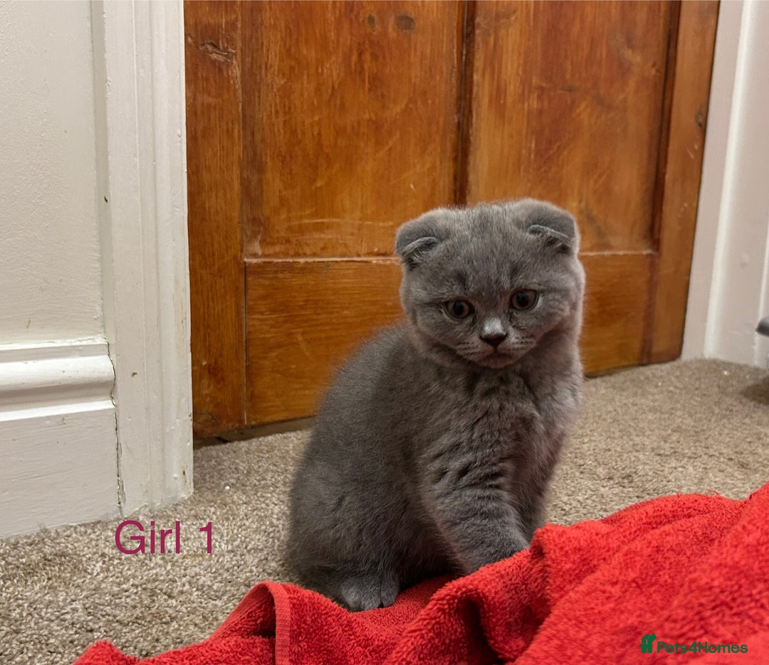 Scottish Fold cats for sale: Scottish Fold kitten  - Image 6
