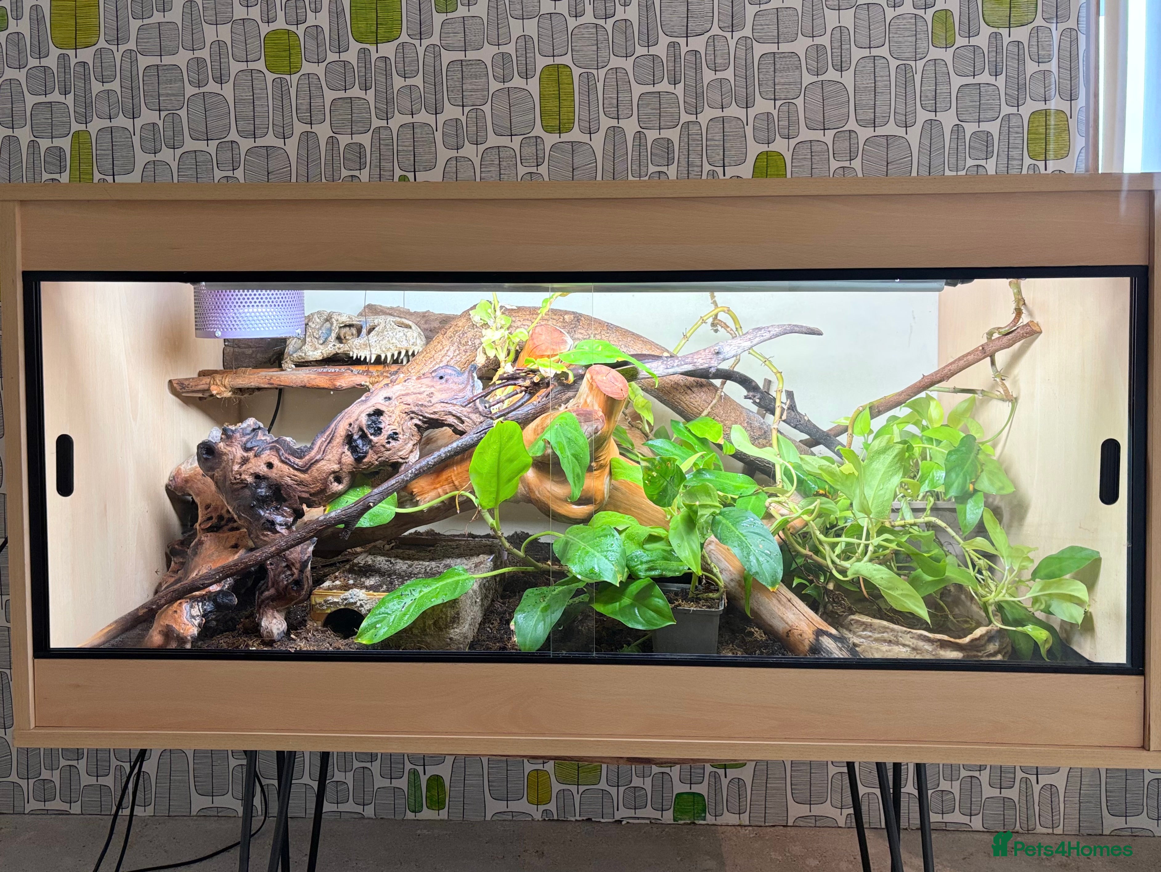 Python Snake reptiles Royal python with full setup - Advert 1