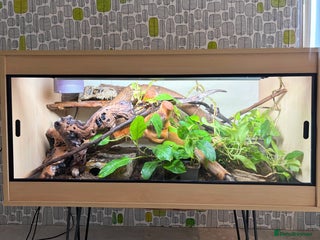 Python Snake reptiles Royal python with full setup - Advert 1