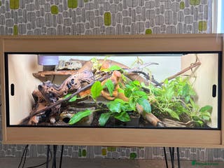 Python Snake reptiles Royal python with full setup - Advert 8