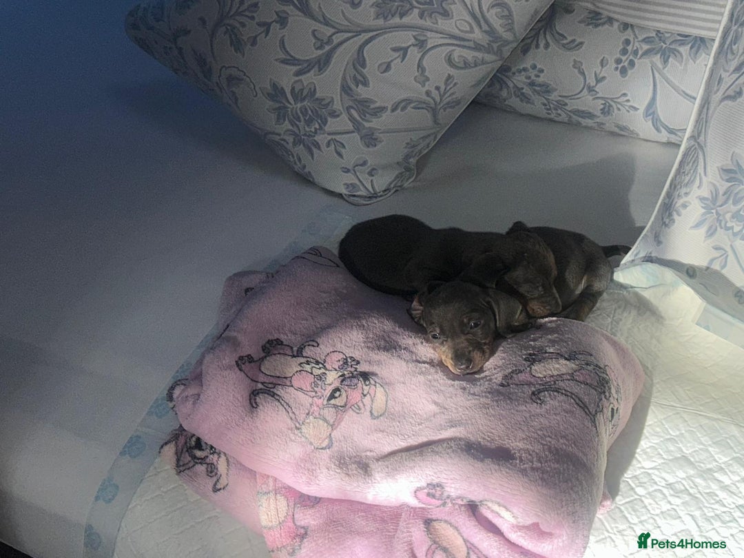 Dachshund dogs for sale: Miniature dashound - Advert 8