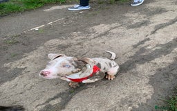Staffordshire Bull Terrier dogs for stud:  Blue - Image 8