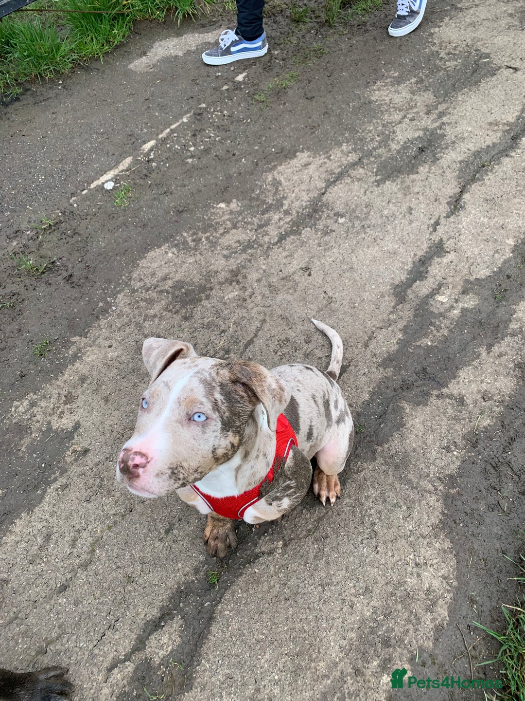 Staffordshire Bull Terrier dogs for stud:  Blue - Image 8