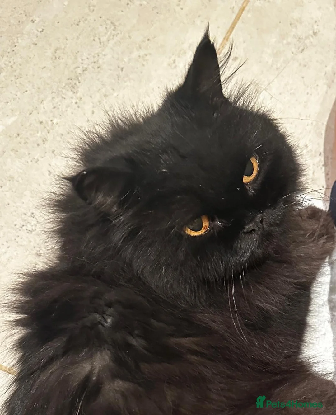 Domestic Shorthair cats for adoption: Coco bean - Advert 8