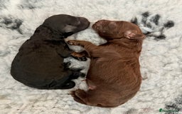 Cockapoo dogs for sale: 🐾 F1B Cockapoo Puppies – DNA Health Tested 🐾 - Image 4