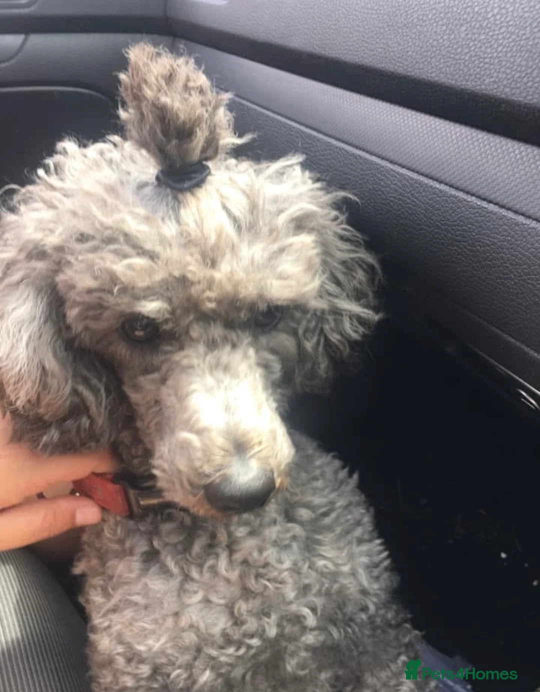 Cavapoo dogs for sale: Beautiful babies looking for forever homes - Advert 14