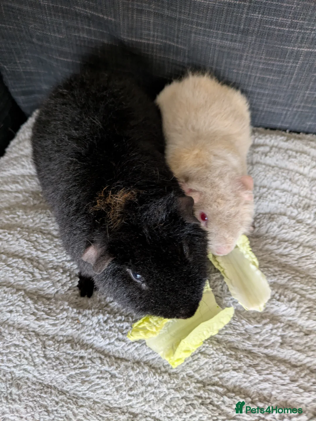 Guinea Pig rodents for sale: 2 Beautiful teddie boars available  - Advert 4