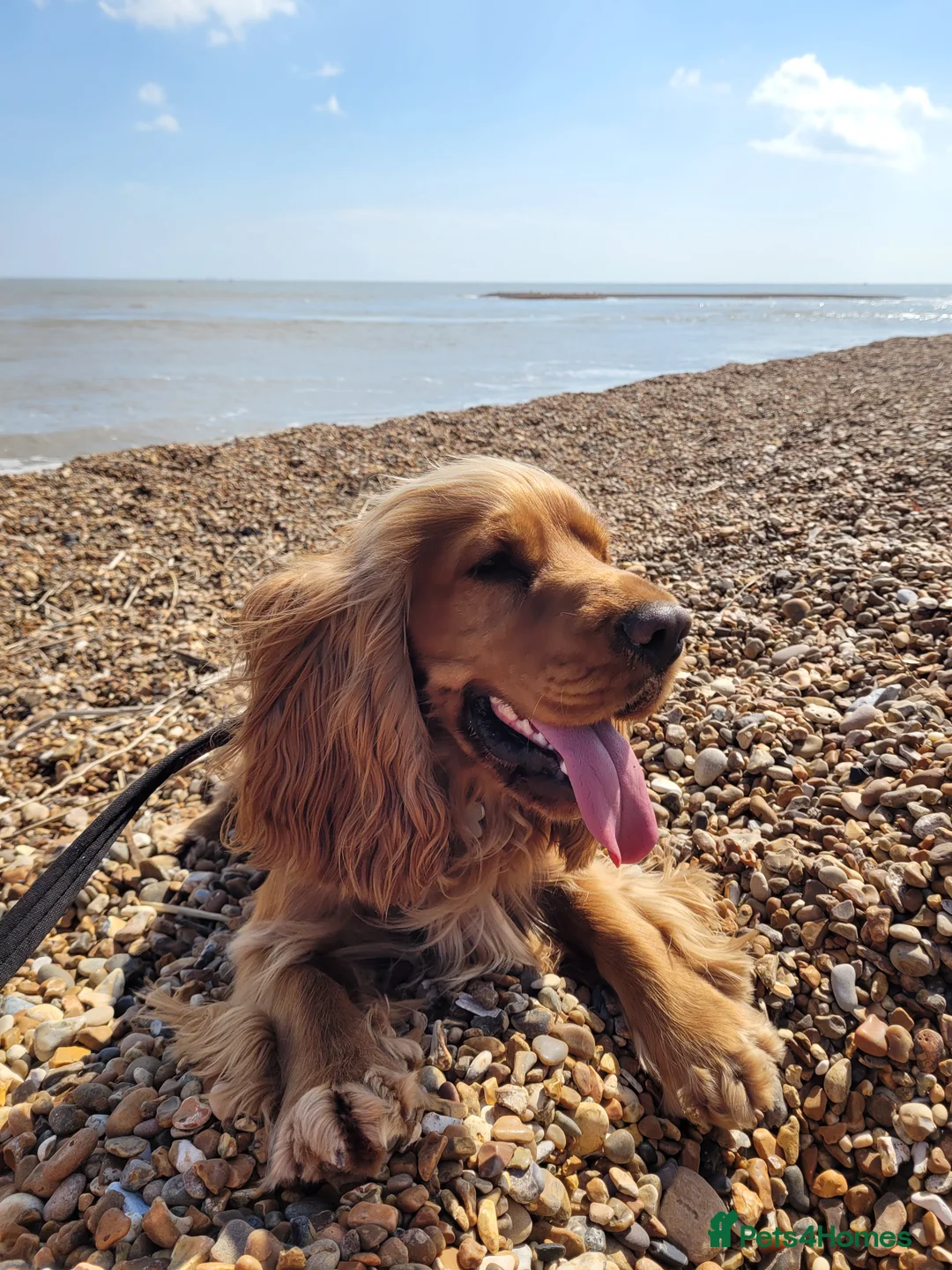 Cocker Spaniel dogs for stud: Stud Available- KC Registered Show Cocker Spaniel - Advert 3