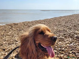 Cocker Spaniel dogs Stud Available- KC Registered Show Cocker Spaniel in Royston - Advert 1