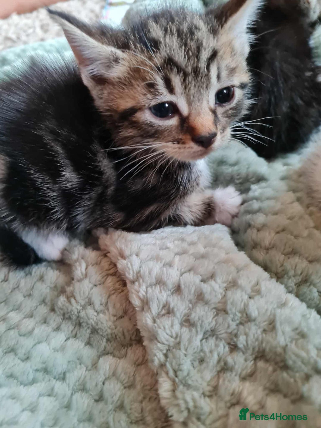 Mixed Breed cats for sale: Kittens - Image 2