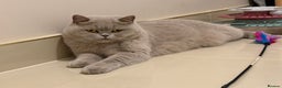British Shorthair cats for sale: Wonderful liliac girl British shorthair    - Advert 4