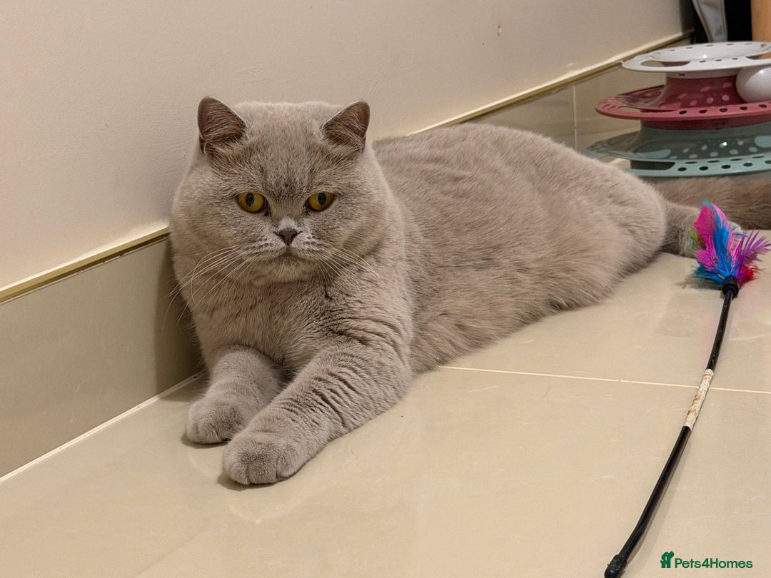 British Shorthair cats for sale: Wonderful liliac girl British shorthair    - Advert 4