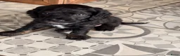 Cockapoo dogs for sale: Black and Tan Cockapoo puppies  - Advert 3