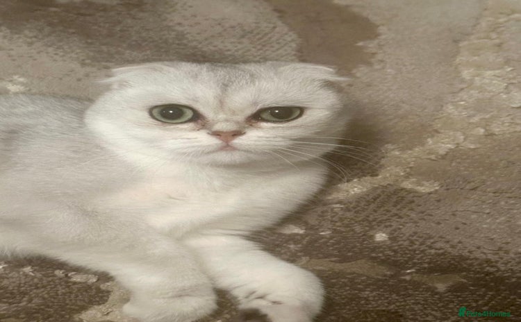Scottish Fold cats - Advert 1