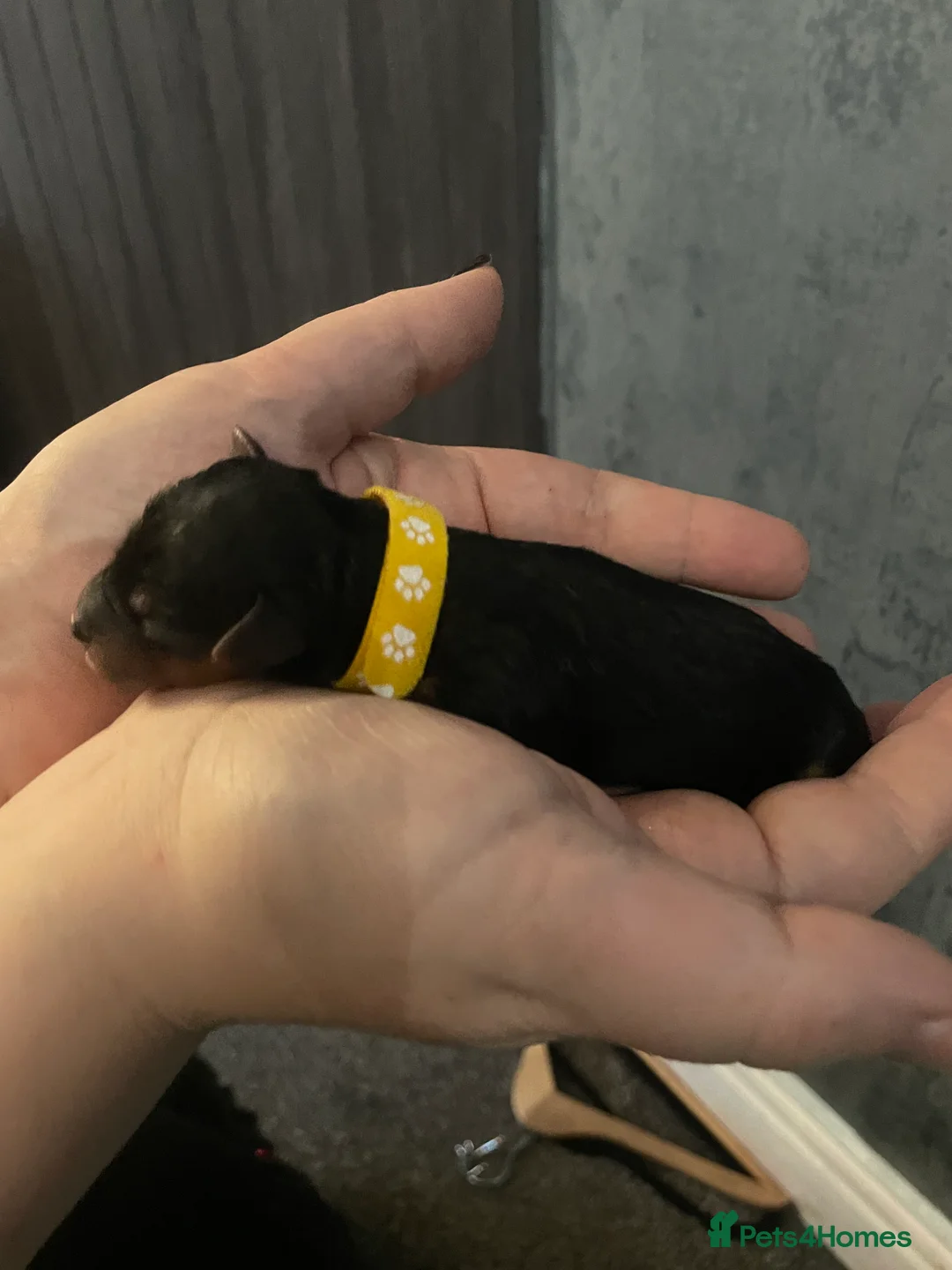 Yorkshire Terrier dogs for sale: Adorable Yorkshire terriers for sale  in Gateshead - Advert 10