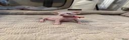 Sphynx cats for sale: TICA Sphynx kittens - health tested - Champion - Advert 4