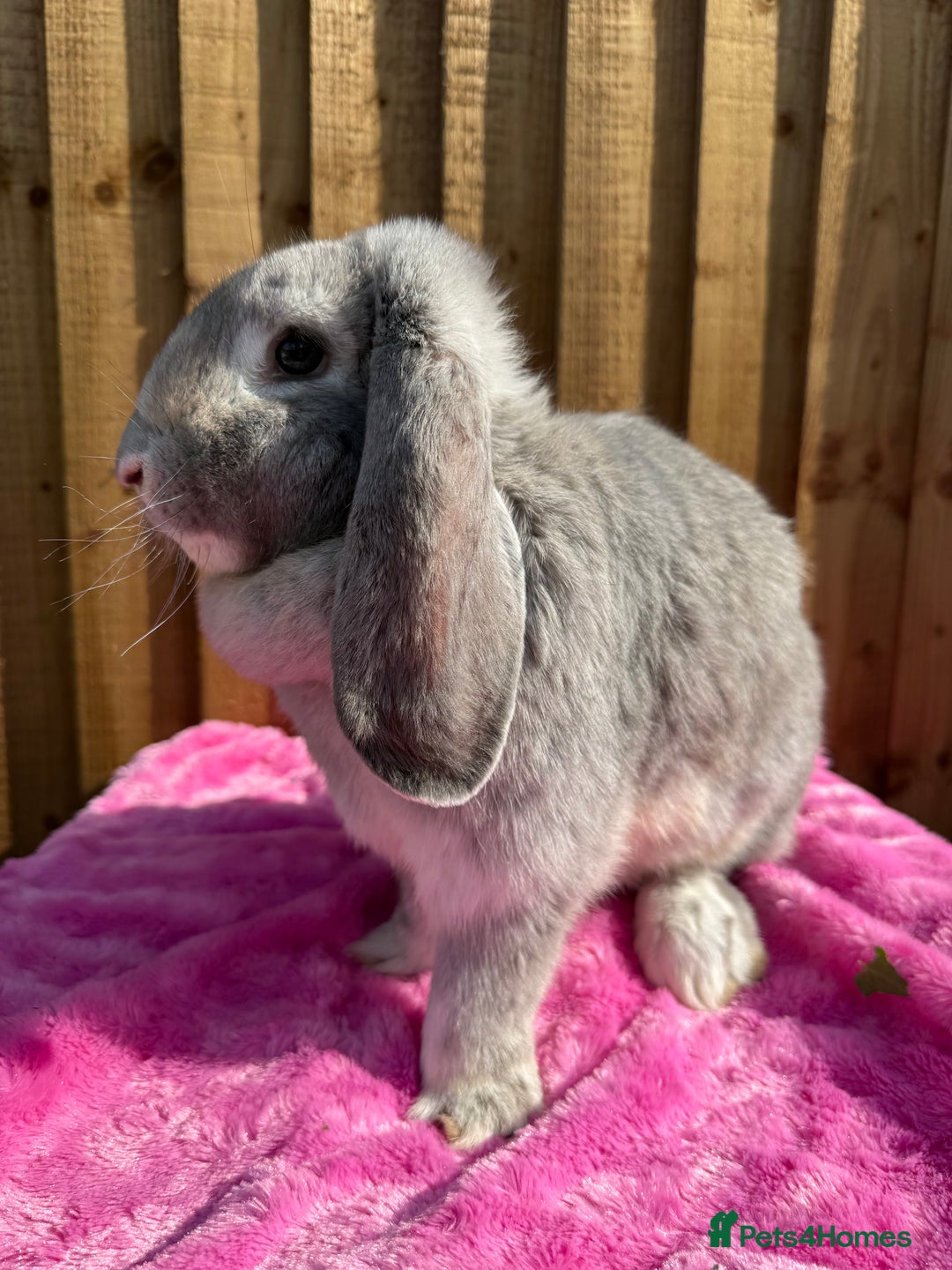 French Lop rabbits for sale: mum and daughter duo  - Image 2