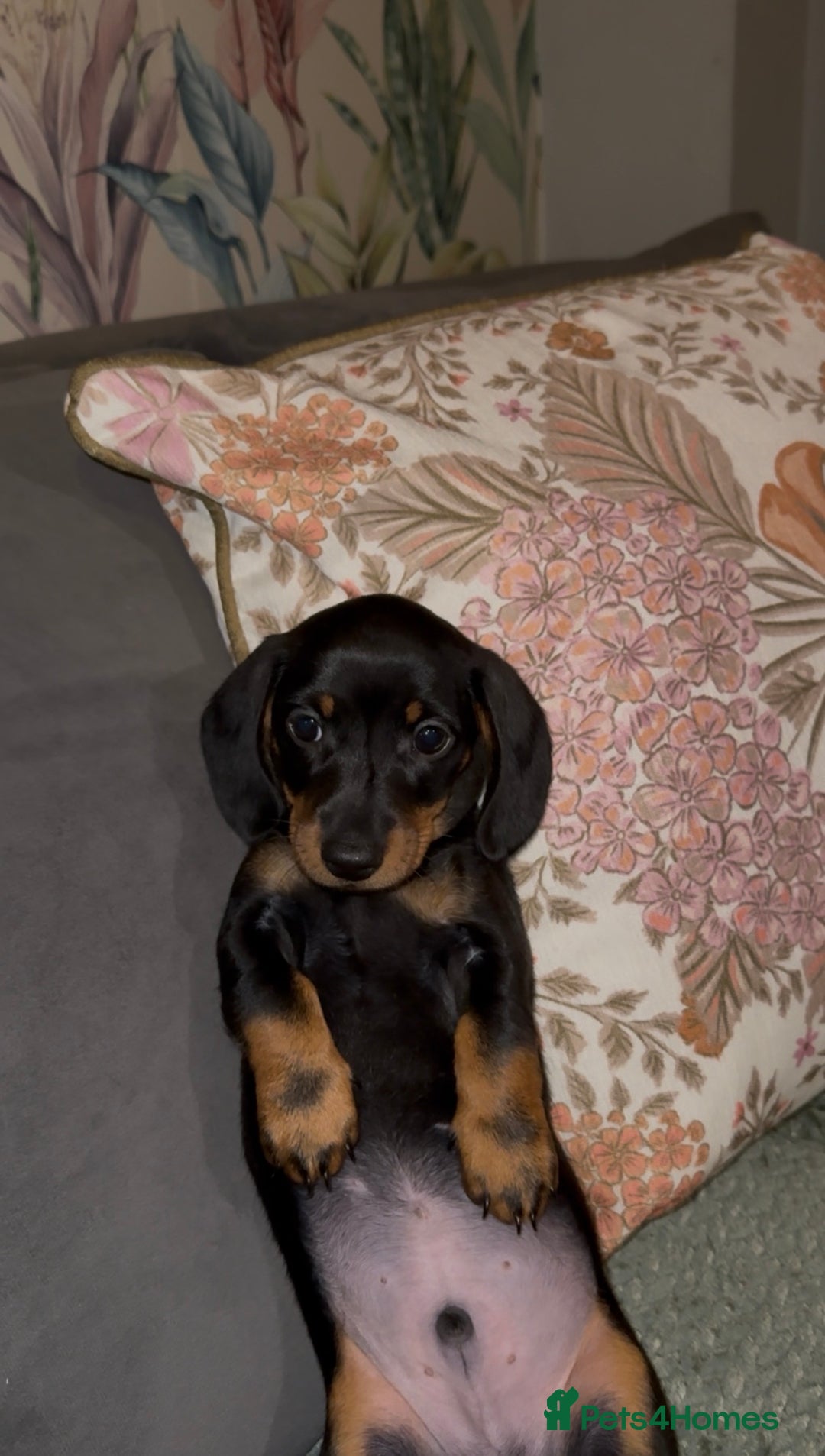 Miniature Dachshund dogs for sale: 2 male 1 female Miniature Dachshund  - Advert 4