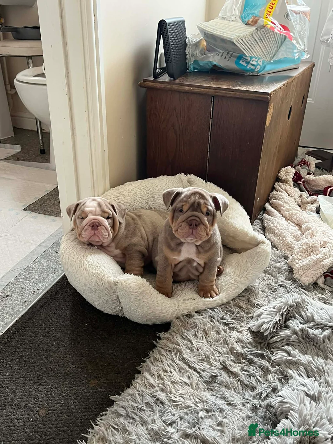 English Bulldog dogs for sale: English Bulldog  - Advert 2