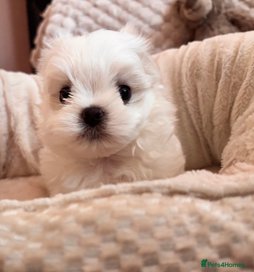 Maltese dogs for sale: ✨💫Tiny Exquisite Bambelina Maltese 💫✨ - Image 20