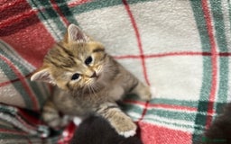 Domestic Shorthair cats for sale: Beautiful Kittens available - Image 7