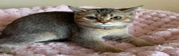 British Shorthair cats for sale: Beautiful Golden British Shorthair Kittens  - Advert 16