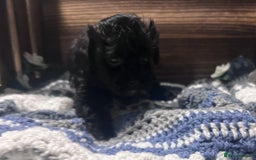 Yorkiepoo dogs for sale: Tiny Yorkipoos beautiful fluff balls puppies - Image 13
