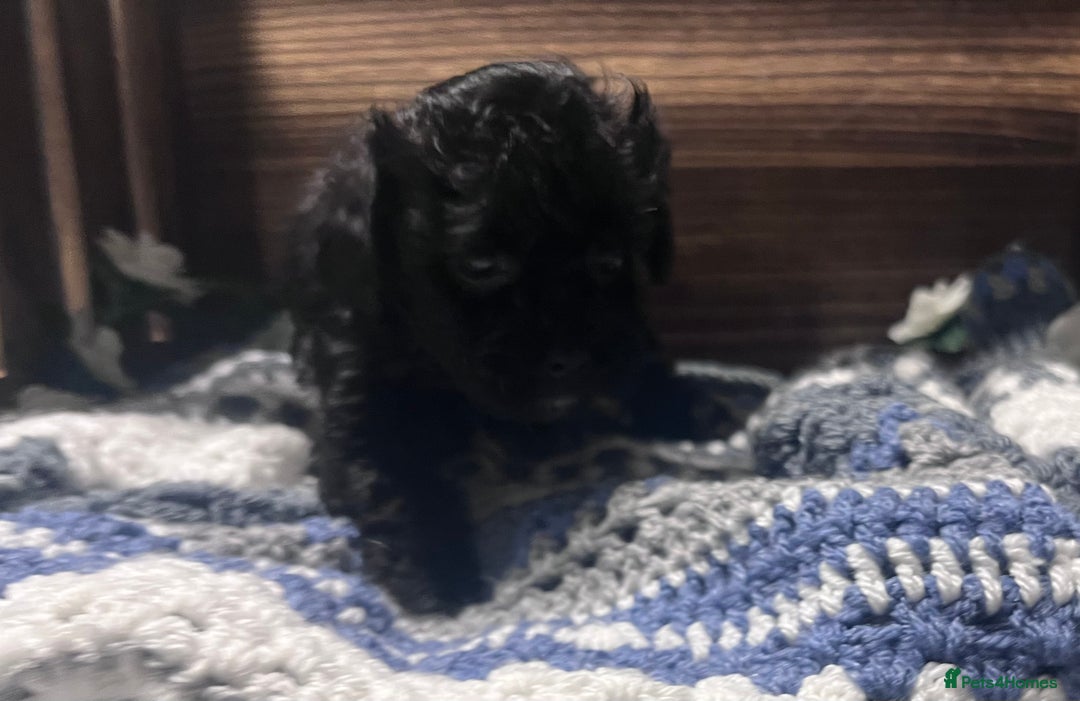 Yorkiepoo dogs for sale: Tiny Yorkipoos beautiful fluff balls puppies - Image 13