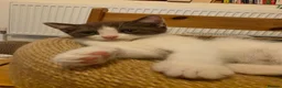 Mixed Breed cats for sale: Mixed race kittens in Uxbridge - Advert 10