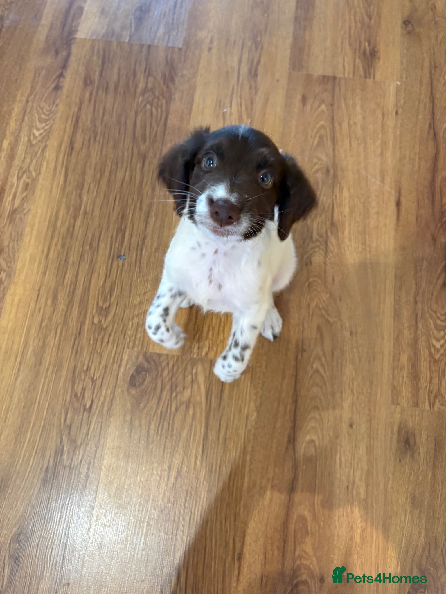 English Springer Spaniel dogs Springer Spaniel Pup looking for a loving home - Advert 4