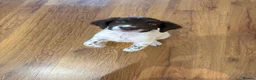 English Springer Spaniel dogs for sale: Springer Spaniel Pup looking for a loving home - Advert 1