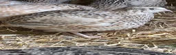 Quail poultry for sale: Coturnix & Golden Quail in Ludlow - Advert 2
