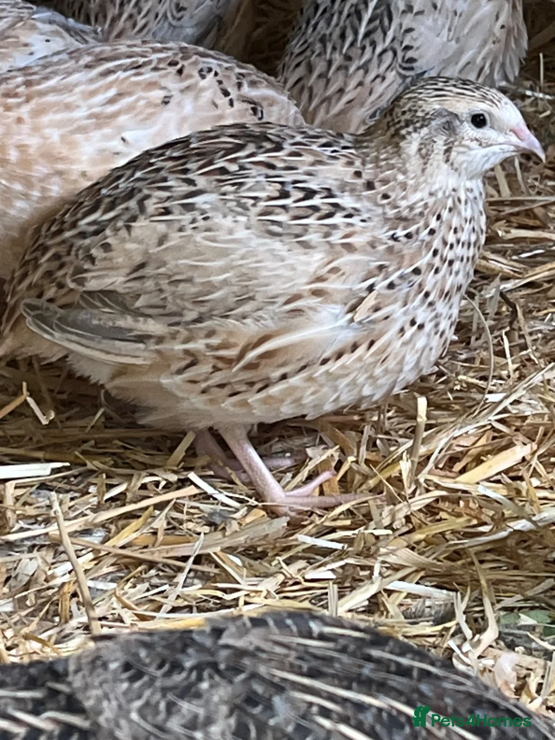 Quail poultry for sale: Coturnix & Golden Quail in Ludlow - Advert 2