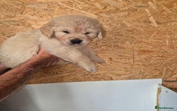 Golden Retriever dogs for sale: Beautiful golden retriever puppies. - Image 1